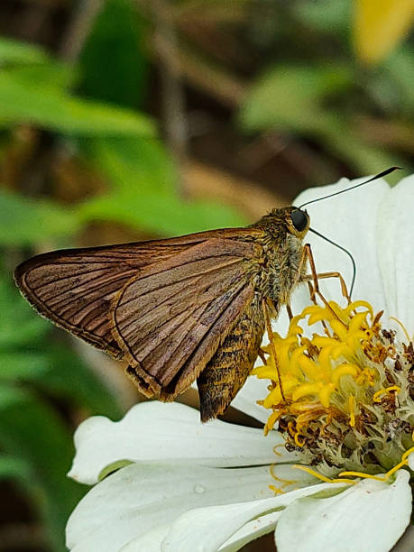 istock Skipper butterfly on a flower 1341962678
