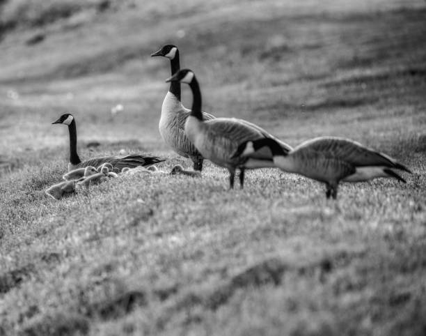 Canada geese and goslings gather at sunset.