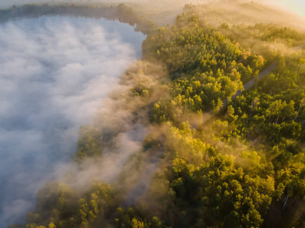 istock View of the forest 1341966628