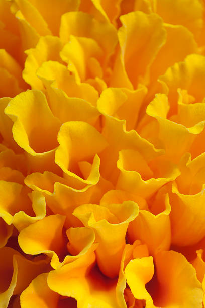 istock Zempazuchitl Marigold flower 134196753