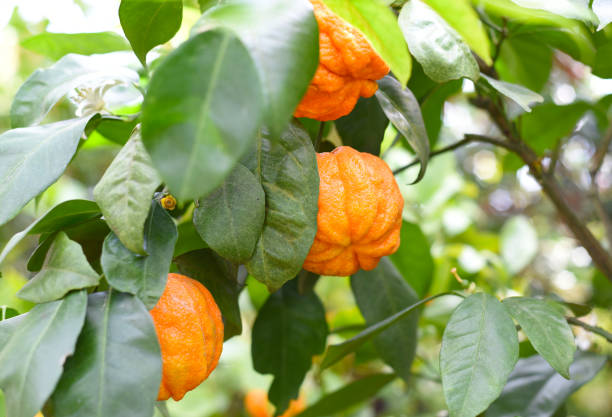 istock Bitter orange Kikudaidai growing in Japan. 1341969976