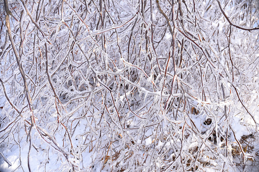 Winter natural background with frozen branches of birch trees covered with ice. Russia, winter forest