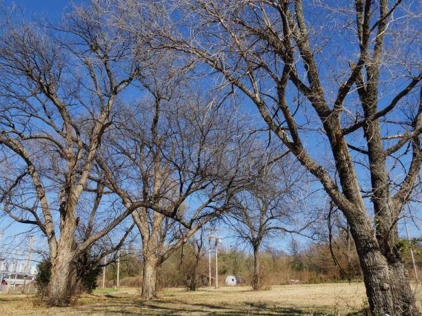 istock Leafless trees by the roadside on a winter day 1341970737