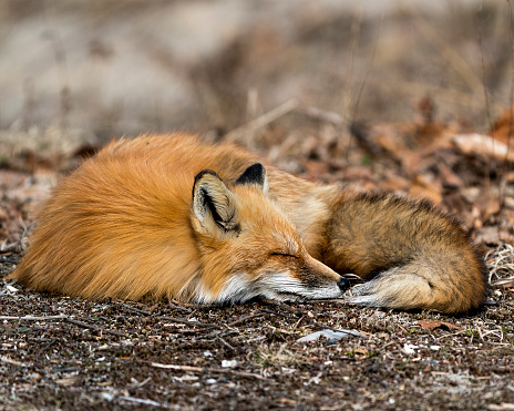 Red fox close-up napping on brown spring foliage, in its environment and habitat with a blur background. Fox Stock Photo and Image. Picture. Portrait.