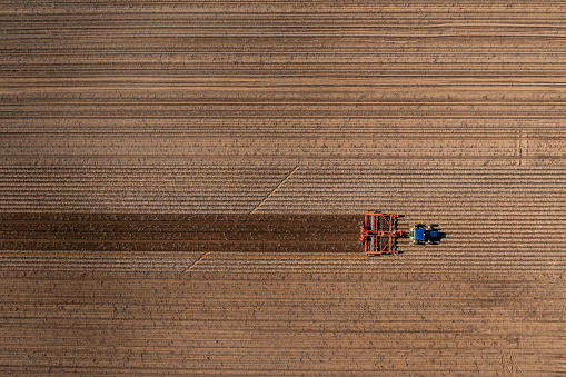Aerial View of Tractor and Agricultural Machinery Harvesting Fresh Potatoes. The agricultural field, machinery  and farm worker were filmed with a drone from a high angle view. The fresh organic vegetable rows made by the machinery are visible.