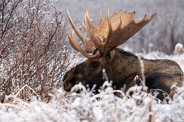 istock Bull Bedded in the Snow 134197175