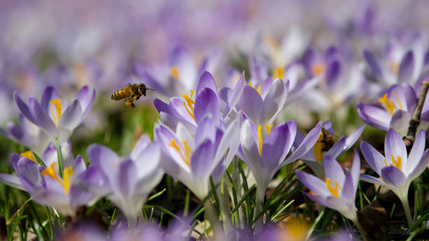 istock Honeybee Hovers Above Spring Blooming Crocuses 1341972709
