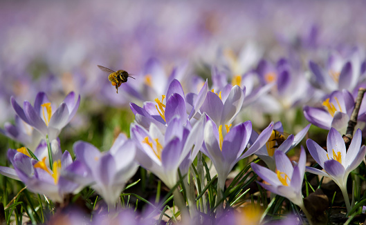 Violet Crocus in the Field