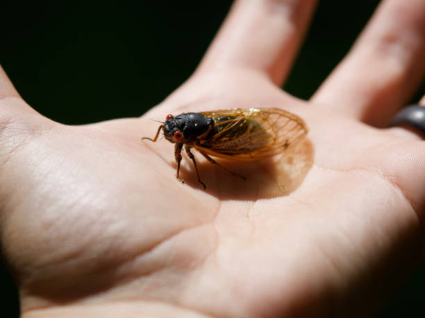 istock Brood X Periodical Cicada on a Human Hand 1341972738