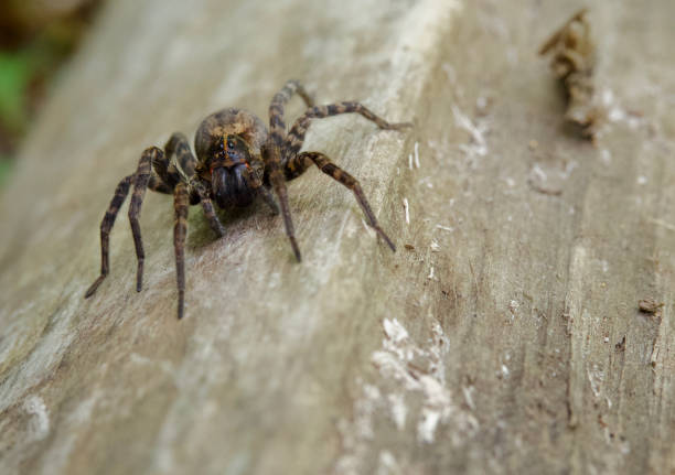 istock Large Brown Wolf Spider on Log, Close Up 1341972740