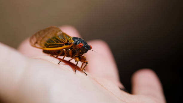 istock Brood X Periodical Cicada on a Human Hand 1341972741