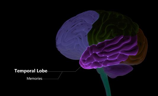 3D Illustration Concept of Central Organ of Human Nervous System Brain Lobes Temporal Lobe Anatomy
