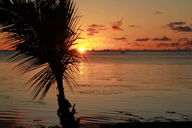 fotos de la puesta de sol de la isla tropical con una silueta de un joven cocotero - saipan fotografías e imágenes de stock