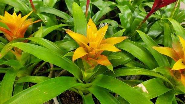 blühende gelbe bromelienpflanzen in töpfen gepflanzt - bromeliad stock-fotos und bilder