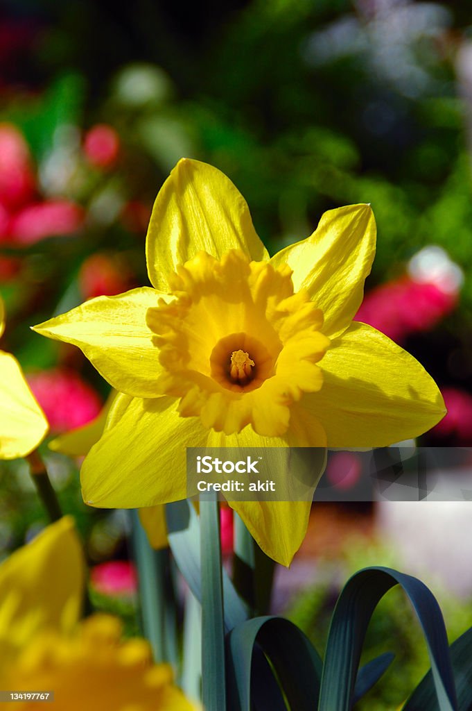 King Alfred Trompete Narcissus Daffodil - Lizenzfrei Auf die Uhr sehen Stock-Foto