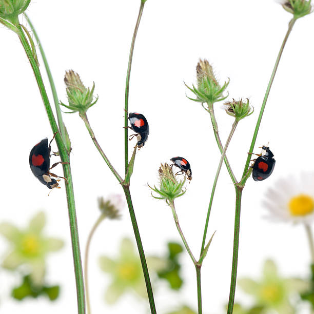 istock Asian lady beetles, Harmonia axyridis, on plants, white background. 134197977