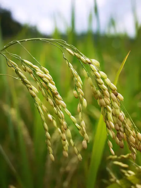 close up golden color of Young Rice ear Ears-of-rice in the rice field Thailand