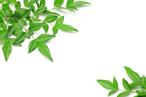 istock leaf of the nandin 134198138