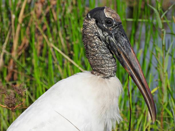 istock Wood Stork (Mycteria americana) portrait 1341983238