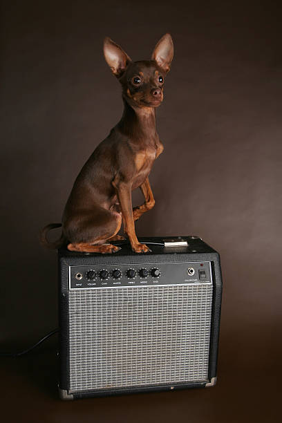 ruso terrier de juguete sesión de instrumento musical - pampered pets audio fotografías e imágenes de stock