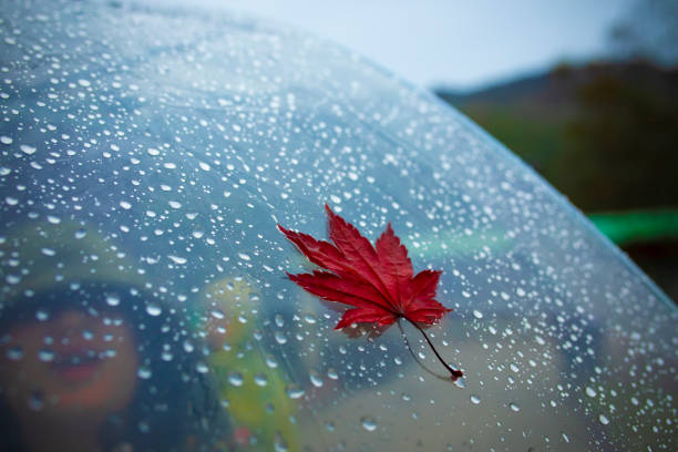 red maple leave on transparent umbrella with rain drop background