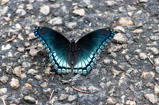 Butterfly landed on paved road