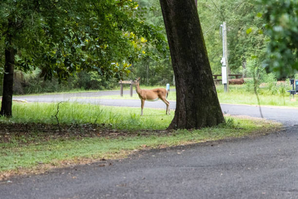 istock Deer standing near campsite 1341984368