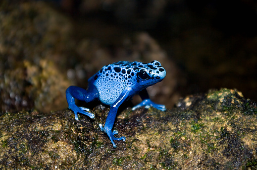 blue poison dart frog (Dendrobates azureus). shallow DOF