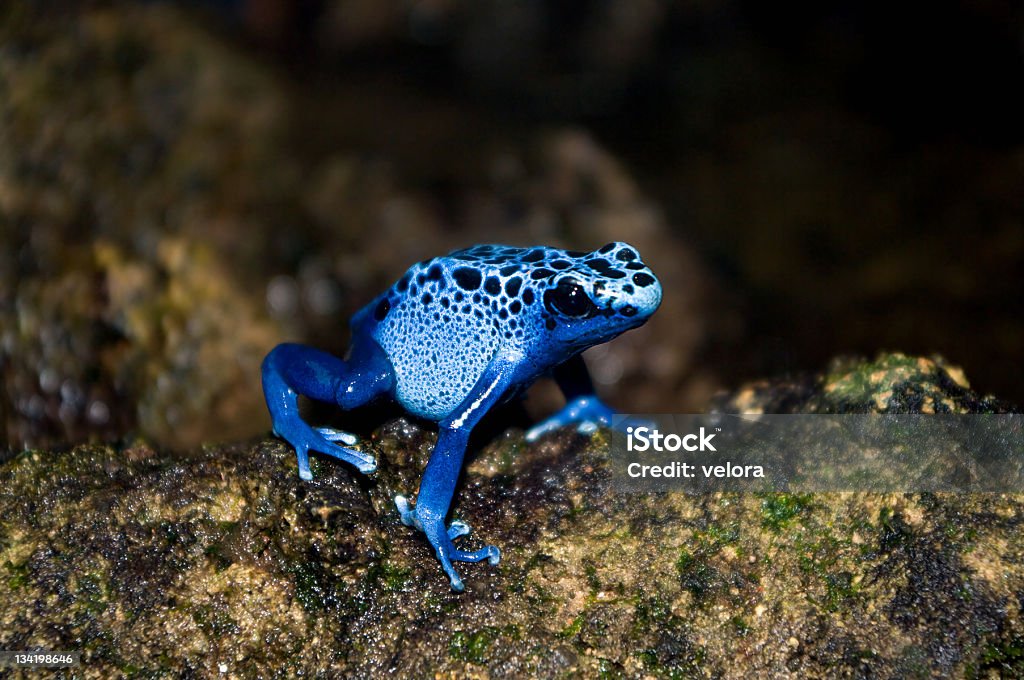 blue poison dart frog blue poison dart frog (Dendrobates azureus). shallow DOF Frog Stock Photo