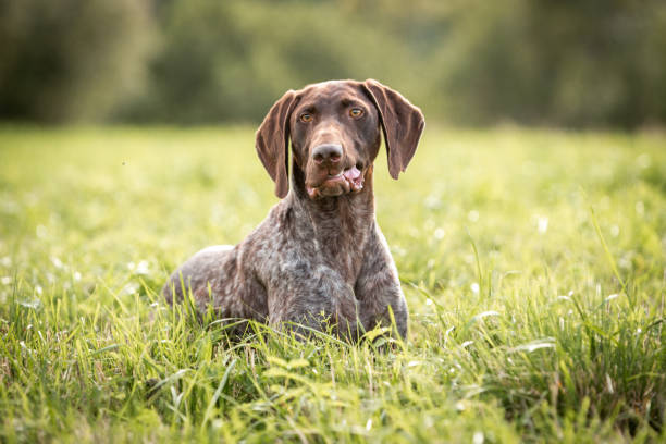 istock Portrait of a shorthaired pointer lying in green grass 1341987167