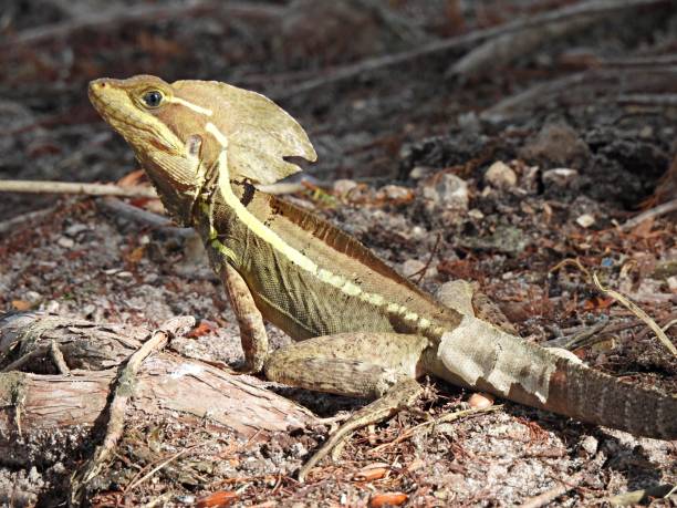 istock Jesus Christ Lizard (Basiliscus basiliscus) resting on the ground 1341987212