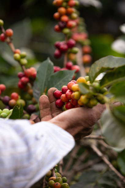 istock farmer's hands picking coffee 1341993858