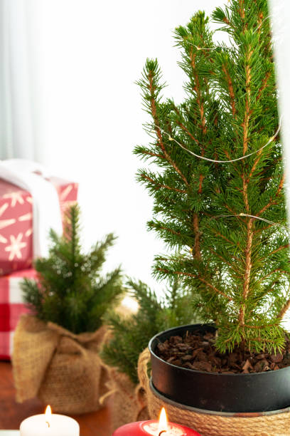 istock Cropped image of a Small Christmas tree in a pot 1341995819