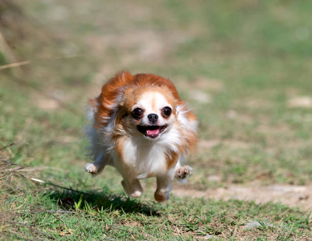 istock little chihuahua running 1341996643
