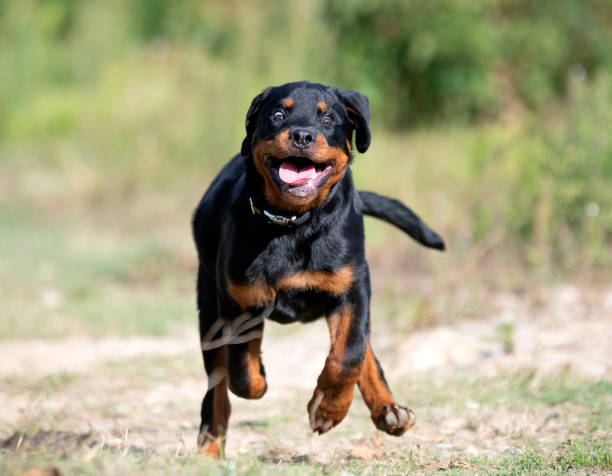 istock puppy rottweiler 1341996650