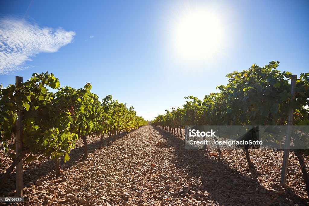 Viñedos de Ribera del Duero - Foto de stock de Viña libre de derechos