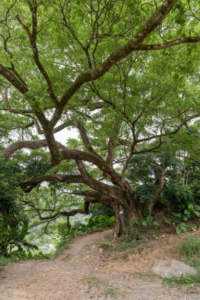 istock There is a dirt road under the tall old trees 1341997803