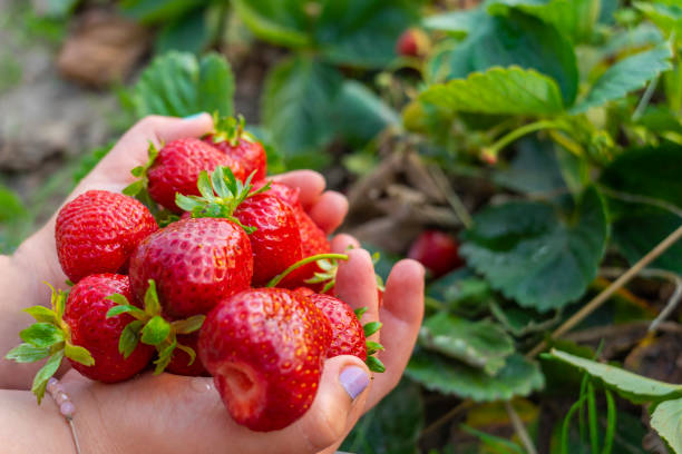 istock Fresh homemade strawberries. 1341997817
