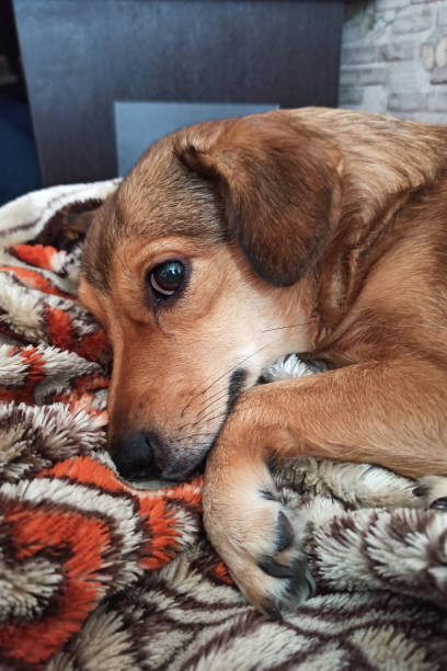 istock Cute ginger dog sleeping on a blanket 1341998779