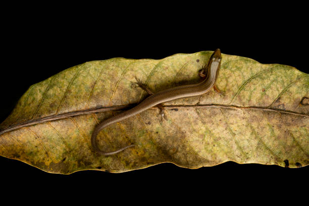 Long-tailed Sun Skink resting on mango tree leaf native species of Thailand and Asia Long-tailed Sun Skink resting on mango tree leaf native species of Thailand and Asia long tailed lizard stock pictures, royalty-free photos & images