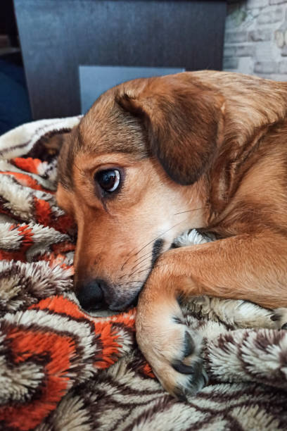 istock Cute ginger dog sleeping on a blanket 1341998796