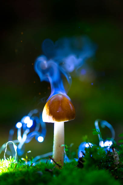 istock Red magic mushroom on the dark background with smoke. Halloween celebration concept. Magic forest 1341998838