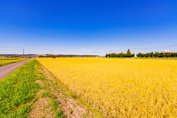 istock Golden rice field in Japan 1342000817