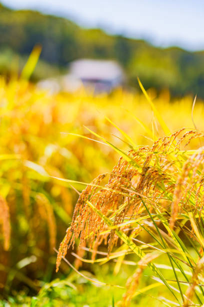 Golden rice field in Japan