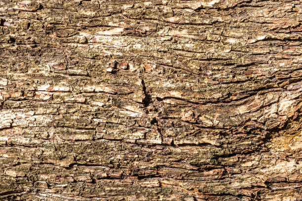 istock Relief texture of the brown bark of a tree 1342001390