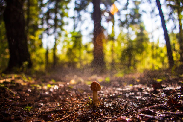 Close-up mushroom grows in the forest during the rain. Low point of view in nature landscape. Blurred nature background copy space. Park low focus depth. Ecology environment.