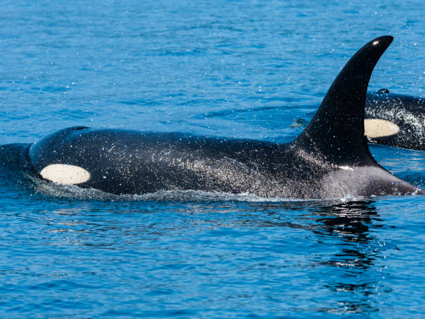 istock killer whale in Rausu, Hokkaido 1342003456