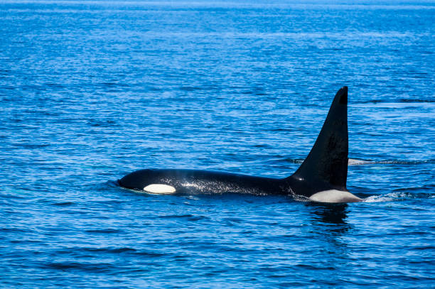 istock killer whale in Rausu, Hokkaido 1342003470