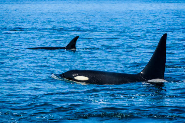 istock killer whale in Rausu, Hokkaido 1342003488