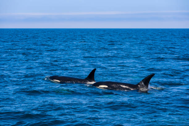 istock killer whale in Rausu, Hokkaido 1342003503
